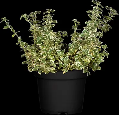 Euonymus fortunei 'Emerald Gaiety' (Kardinaalshoed) klimplant - afbeelding 13