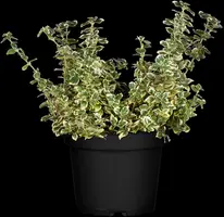 Euonymus fortunei 'Emerald Gaiety' (Kardinaalshoed) klimplant - afbeelding 13