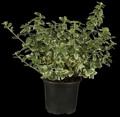Euonymus fortunei 'Emerald Gaiety' (Kardinaalshoed) klimplant - afbeelding 7
