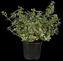 Euonymus fortunei 'Emerald Gaiety' (Kardinaalshoed) klimplant - afbeelding 7
