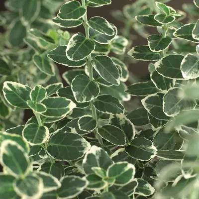 Euonymus fortunei 'Emerald Gaiety' (Kardinaalshoed) klimplant - afbeelding 4