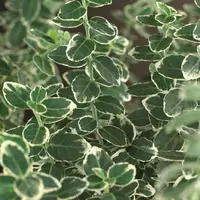 Euonymus fortunei 'Emerald Gaiety' (Kardinaalshoed) klimplant - afbeelding 4