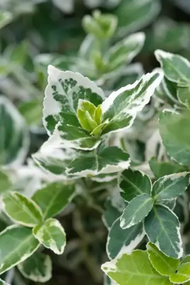 Euonymus fortunei 'Emerald Gaiety' (Kardinaalshoed) klimplant 75cm - afbeelding 3