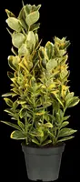 Euonymus fortunei 'Emerald 'n' Gold' (Kardinaalshoed) klimplant - afbeelding 10
