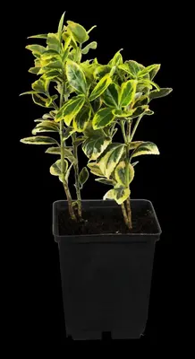 Euonymus fortunei 'Emerald 'n' Gold' (Kardinaalshoed) klimplant - afbeelding 6