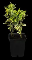 Euonymus fortunei 'Emerald 'n' Gold' (Kardinaalshoed) klimplant - afbeelding 6