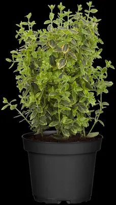 Euonymus fortunei 'Emerald 'n' Gold' (Kardinaalshoed) klimplant - afbeelding 13