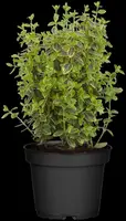 Euonymus fortunei 'Emerald 'n' Gold' (Kardinaalshoed) klimplant - afbeelding 13
