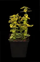 Euonymus fortunei 'Emerald 'n' Gold' (Kardinaalshoed) klimplant - afbeelding 5