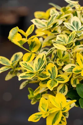 Euonymus fortunei 'Emerald 'n' Gold' (Kardinaalshoed) klimplant - afbeelding 15
