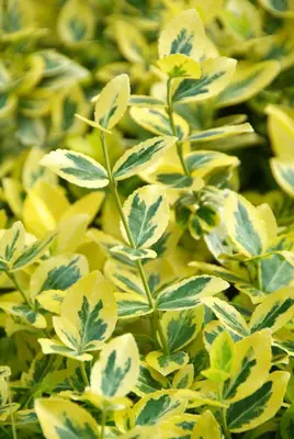 Euonymus fortunei 'Emerald 'n' Gold' (Kardinaalshoed) klimplant - afbeelding 2