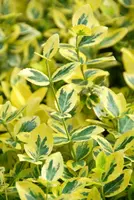 Euonymus fortunei 'Emerald 'n' Gold' (Kardinaalshoed) klimplant - afbeelding 2