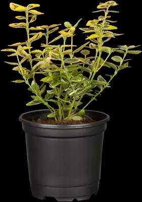 Euonymus fortunei 'Emerald 'n' Gold' (Kardinaalshoed) klimplant - afbeelding 8