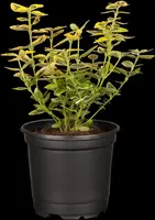Euonymus fortunei 'Emerald 'n' Gold' (Kardinaalshoed) klimplant - afbeelding 8