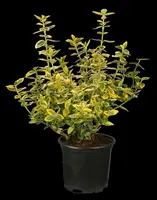 Euonymus fortunei 'Emerald 'n' Gold' (Kardinaalshoed) klimplant - afbeelding 7