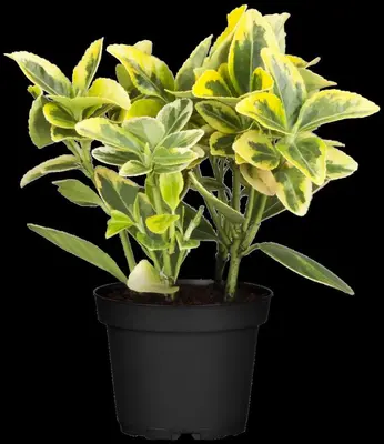 Euonymus fortunei 'Emerald 'n' Gold' (Kardinaalshoed) klimplant - afbeelding 14
