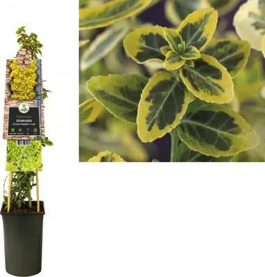 Euonymus fortunei 'Emerald 'n' Gold' (Kardinaalshoed) klimplant - afbeelding 1