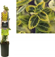 Euonymus fortunei 'Emerald 'n' Gold' (Kardinaalshoed) klimplant - afbeelding 1
