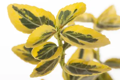 Euonymus fortunei 'Emerald 'n' Gold' (Kardinaalshoed) klimplant - afbeelding 9