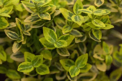 Euonymus fortunei 'Emerald 'n' Gold' (Kardinaalshoed) klimplant - afbeelding 11