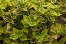 Euonymus fortunei 'Emerald 'n' Gold' (Kardinaalshoed) klimplant - afbeelding 11