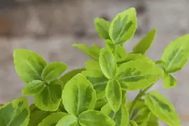 Euonymus fortunei 'Emerald 'n' Gold' (Kardinaalshoed) klimplant - afbeelding 12
