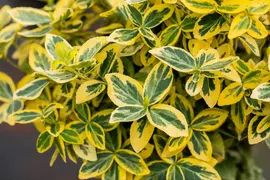 Euonymus fortunei 'Emerald 'n' Gold' (Kardinaalshoed) klimplant - afbeelding 16