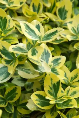 Euonymus fortunei 'Emerald 'n' Gold' (Kardinaalshoed) klimplant 75cm - afbeelding 3