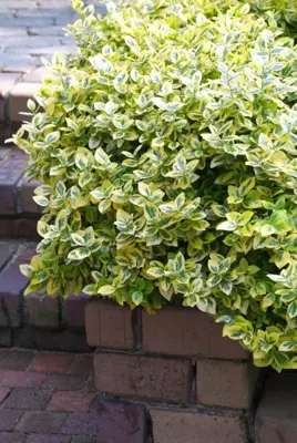 Euonymus fortunei 'Emerald 'n' Gold' (Kardinaalshoed) klimplant 75cm - afbeelding 4