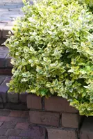 Euonymus fortunei 'Emerald 'n' Gold' (Kardinaalshoed) klimplant 75cm - afbeelding 4
