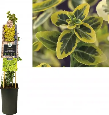 Euonymus fortunei 'Emerald 'n' Gold' (Kardinaalshoed) klimplant 75cm - afbeelding 1