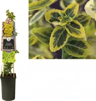 Euonymus fortunei 'Emerald 'n' Gold' (Kardinaalshoed) klimplant 75cm - afbeelding 1