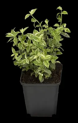 Euonymus fortunei 'Harlequin' (Japanse kardinaalsmuts 'Harlequin') - afbeelding 8