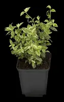 Euonymus fortunei 'Harlequin' (Japanse kardinaalsmuts 'Harlequin') - afbeelding 8
