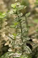 Euonymus fortunei 'Harlequin' (Japanse kardinaalsmuts 'Harlequin') - afbeelding 3