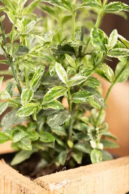 Euonymus fortunei 'Harlequin' (Japanse kardinaalsmuts 'Harlequin') - afbeelding 5