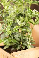 Euonymus fortunei 'Harlequin' (Japanse kardinaalsmuts 'Harlequin') - afbeelding 5