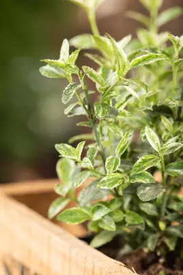 Euonymus fortunei 'Harlequin' (Japanse kardinaalsmuts 'Harlequin') - afbeelding 7