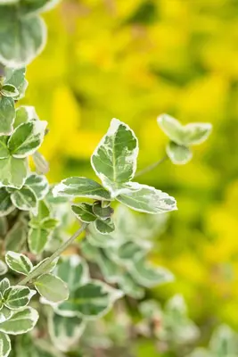 Euonymus fortunei 'Harlequin' (Japanse kardinaalsmuts 'Harlequin') - afbeelding 13
