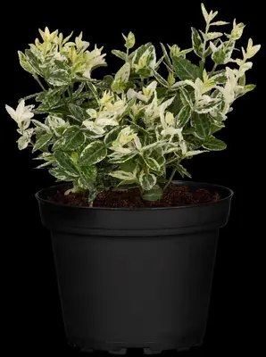 Euonymus fortunei 'Harlequin' (Japanse kardinaalsmuts 'Harlequin') - afbeelding 12