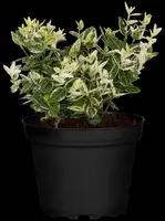 Euonymus fortunei 'Harlequin' (Japanse kardinaalsmuts 'Harlequin') - afbeelding 12