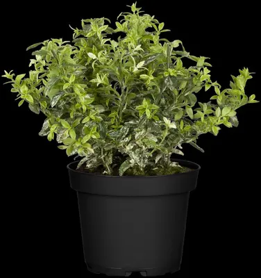 Euonymus fortunei 'Harlequin' (Japanse kardinaalsmuts 'Harlequin') - afbeelding 4