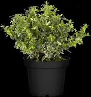 Euonymus fortunei 'Harlequin' (Japanse kardinaalsmuts 'Harlequin') - afbeelding 4