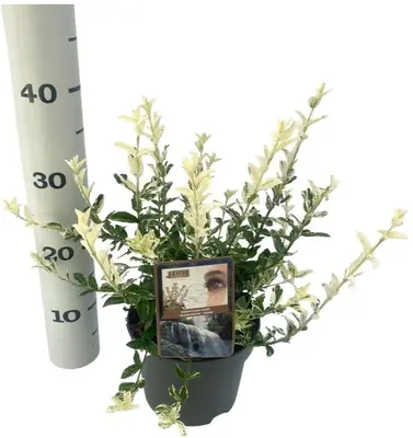 Euonymus fortunei 'Harlequin' (Japanse kardinaalsmuts 'Harlequin') - afbeelding 1