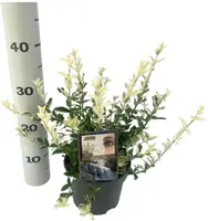 Euonymus fortunei 'Harlequin' (Japanse kardinaalsmuts 'Harlequin') - afbeelding 1