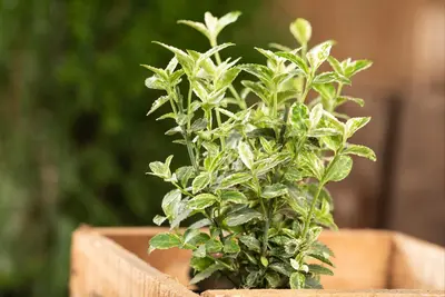 Euonymus fortunei 'Harlequin' (Japanse kardinaalsmuts 'Harlequin') - afbeelding 6