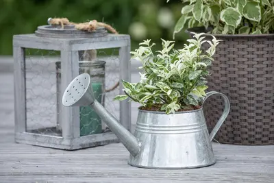 Euonymus fortunei 'Harlequin' (Japanse kardinaalsmuts 'Harlequin') - afbeelding 9