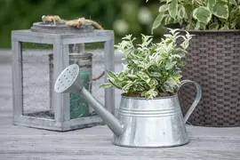 Euonymus fortunei 'Harlequin' (Japanse kardinaalsmuts 'Harlequin') - afbeelding 9