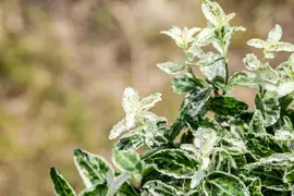 Euonymus fortunei 'Harlequin' (Japanse kardinaalsmuts 'Harlequin') - afbeelding 11