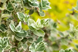 Euonymus fortunei 'Harlequin' (Japanse kardinaalsmuts 'Harlequin') - afbeelding 14